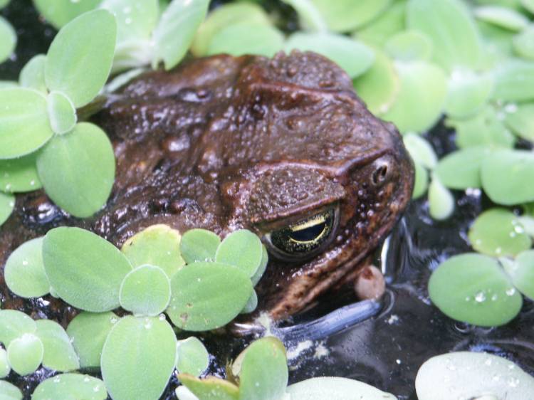 Жаба в пруду