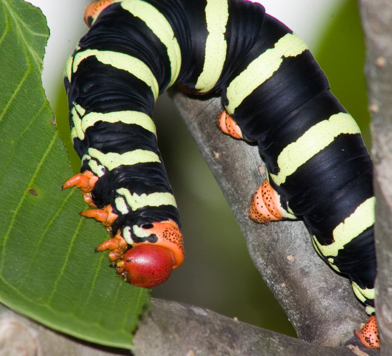 Frangipani caterpillar