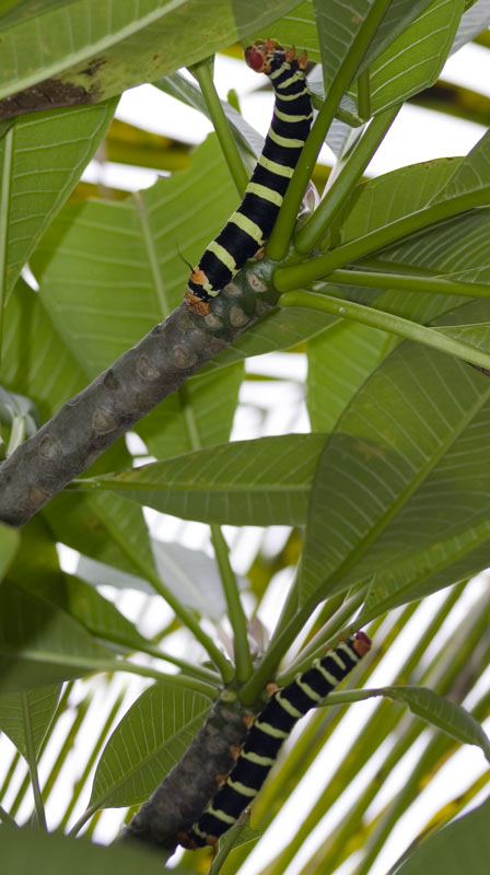 Two Frangipani caterpillar eating the Temple tree