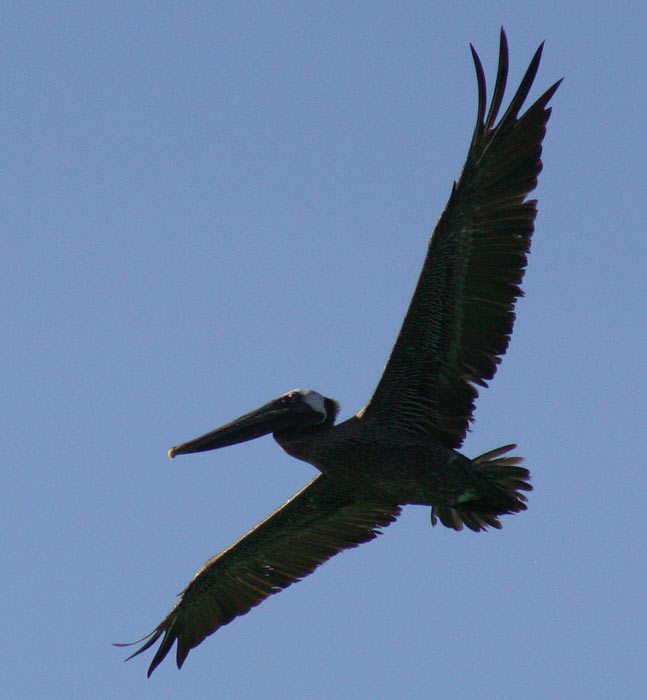 Пеликан на фоне неба