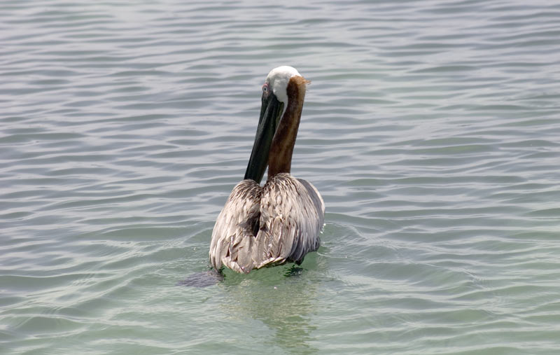 Пеликан на воде фото