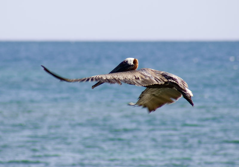 Пеликан в воздухе