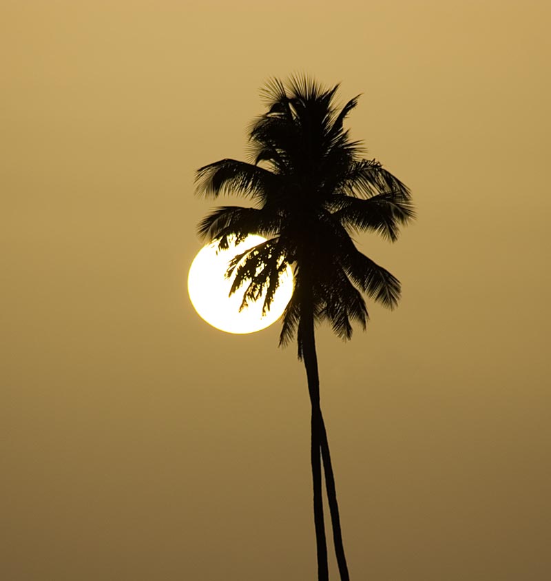 Пальма на закате.