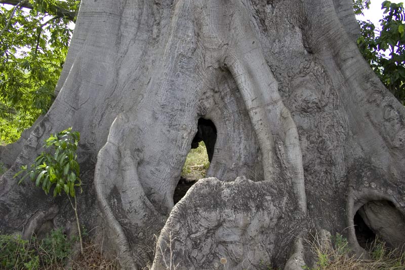 Гигантское дерево